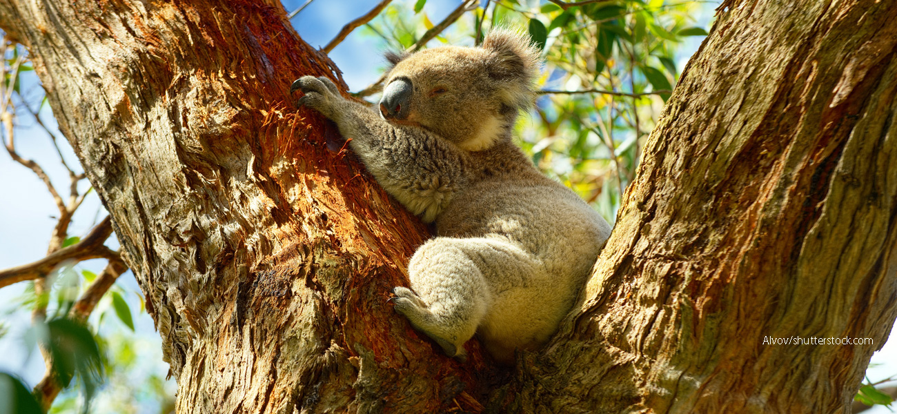 Zoos zoos in melbourne